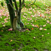 銀閣寺　植木と苔