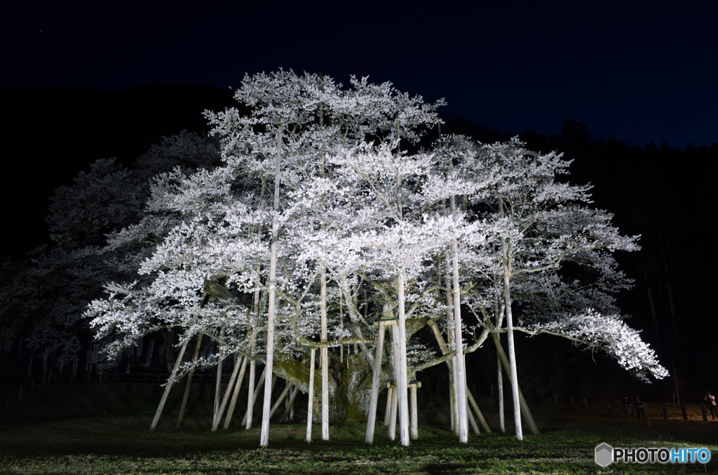 夜の巨桜