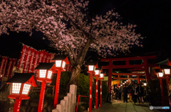 針綱神社の夜桜