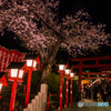 針綱神社の夜桜