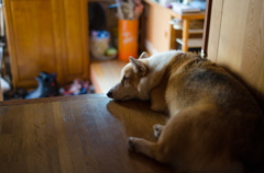 まどろみの忠犬