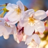 夕桜３