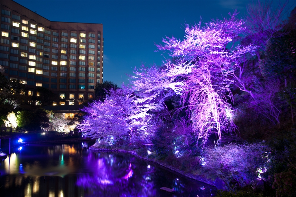 椿山荘の夜桜ライトアップ