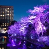 椿山荘の夜桜ライトアップ