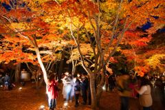 長瀞の紅葉ライトアップ