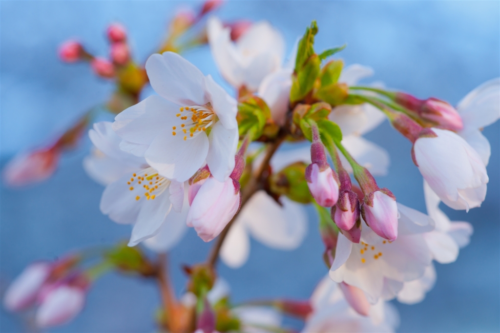 夕桜