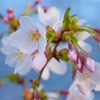 夕桜