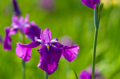 かわづ花菖蒲園