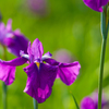 かわづ花菖蒲園