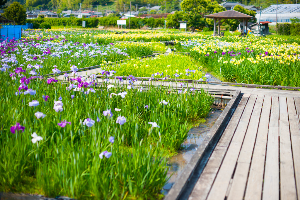 かわづ花菖蒲園
