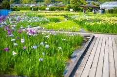 かわづ花菖蒲園