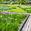 かわづ花菖蒲園