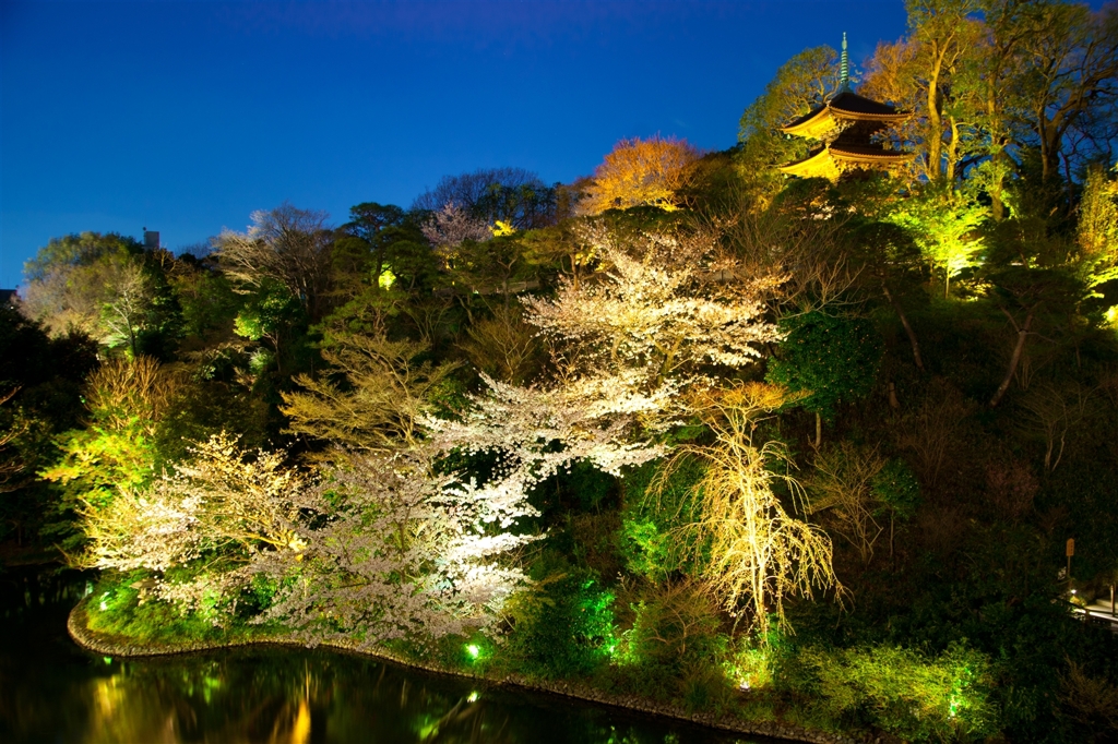 椿山荘の夜桜