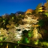 椿山荘の夜桜