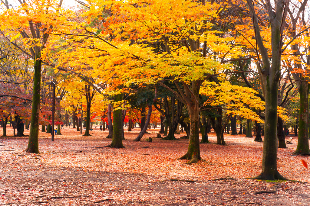 代々木公園の紅葉