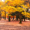 代々木公園の紅葉