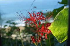 海と彼岸花
