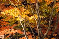 長瀞の紅葉ライトアップ