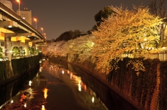 江戸川公園の夜桜