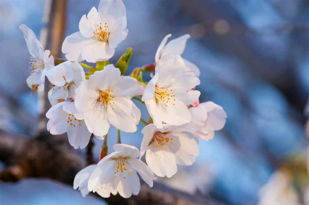 夕桜２