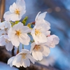 夕桜２