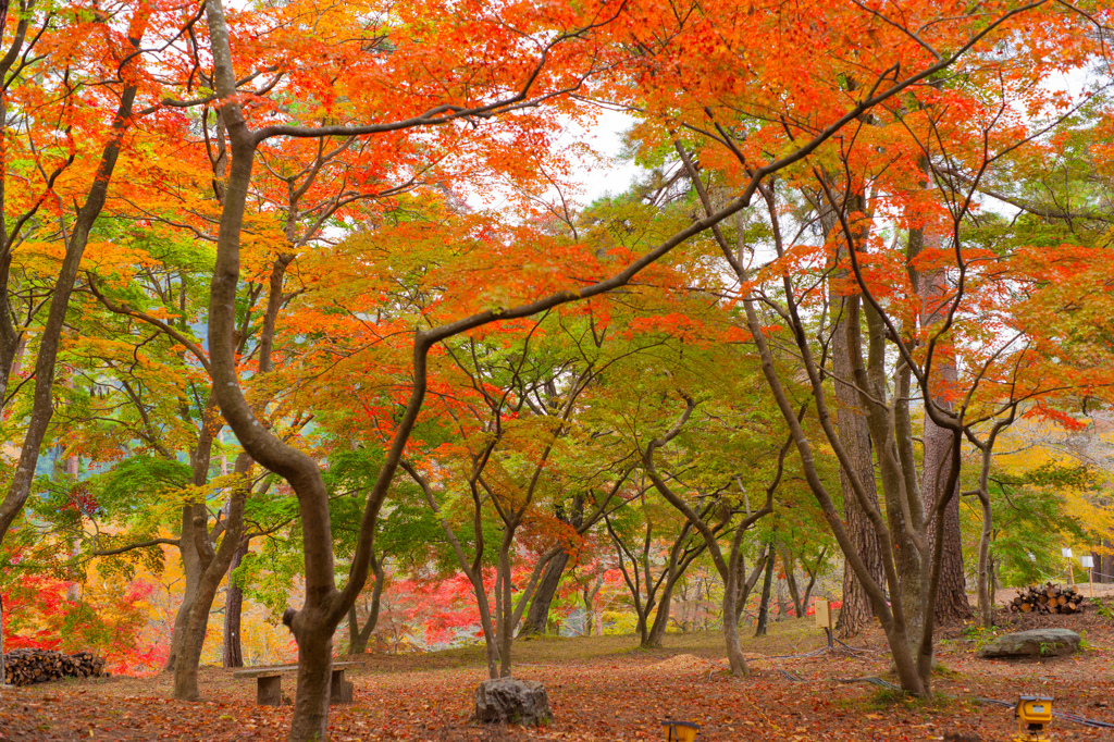 月の石公園のもみじ林