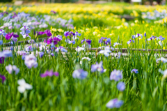 かわづ花菖蒲園