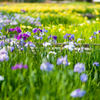 かわづ花菖蒲園