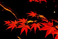 長瀞の紅葉ライトアップ