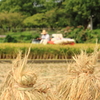 稲刈り１