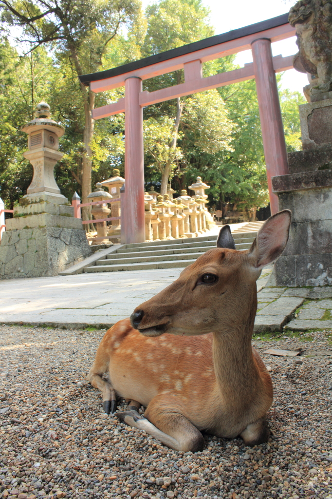 春日大社　参道