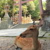 春日大社　参道