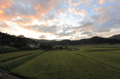夕方の棚田