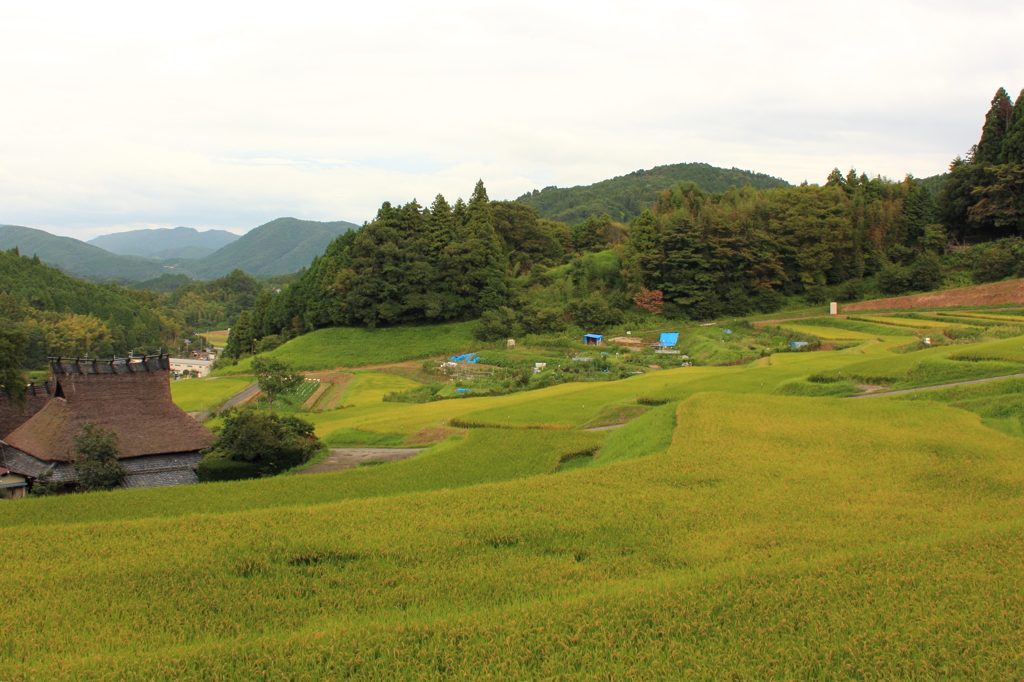 晩夏の棚田