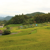晩夏の棚田