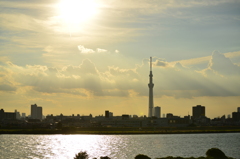 夏の日差しとスカイツリー