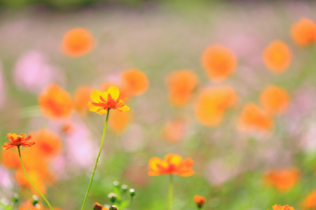 黄花コスモス