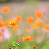 黄花コスモス