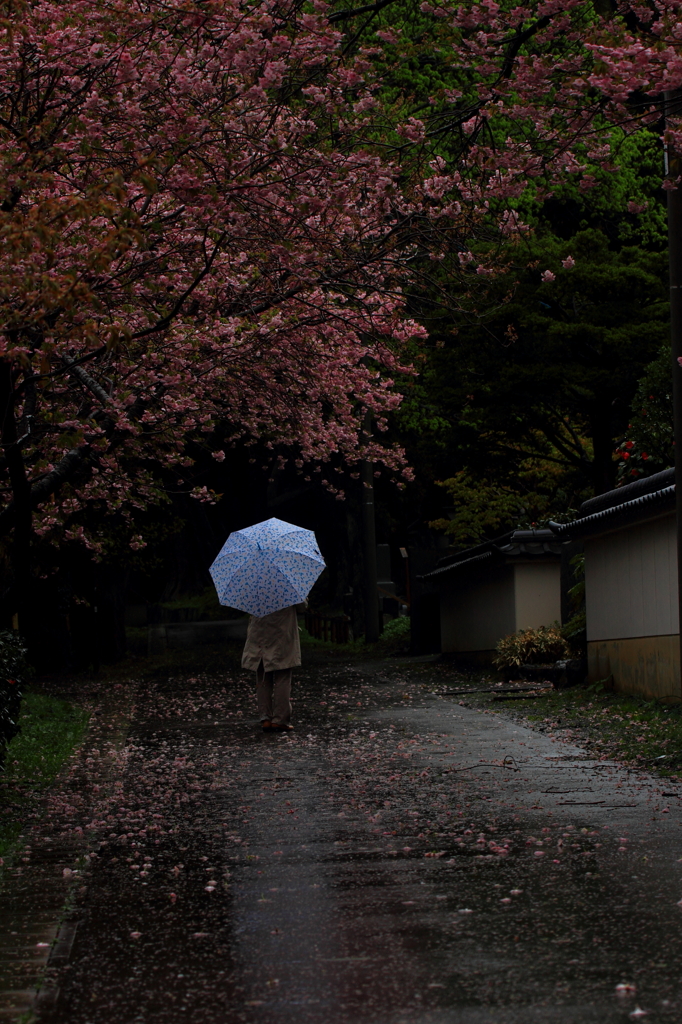 雨桜美人