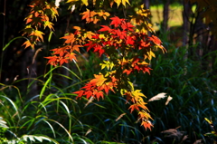 小径の紅葉