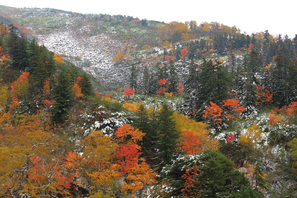 雪紅葉