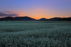 蕎麦夕景