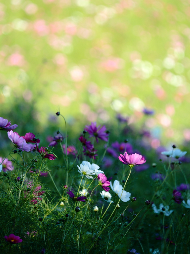 心を込めて花束を・・・