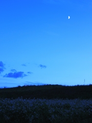 宵の蕎麦畑