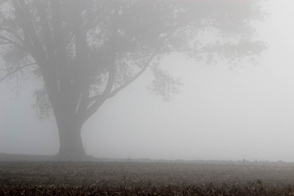 Morning mist