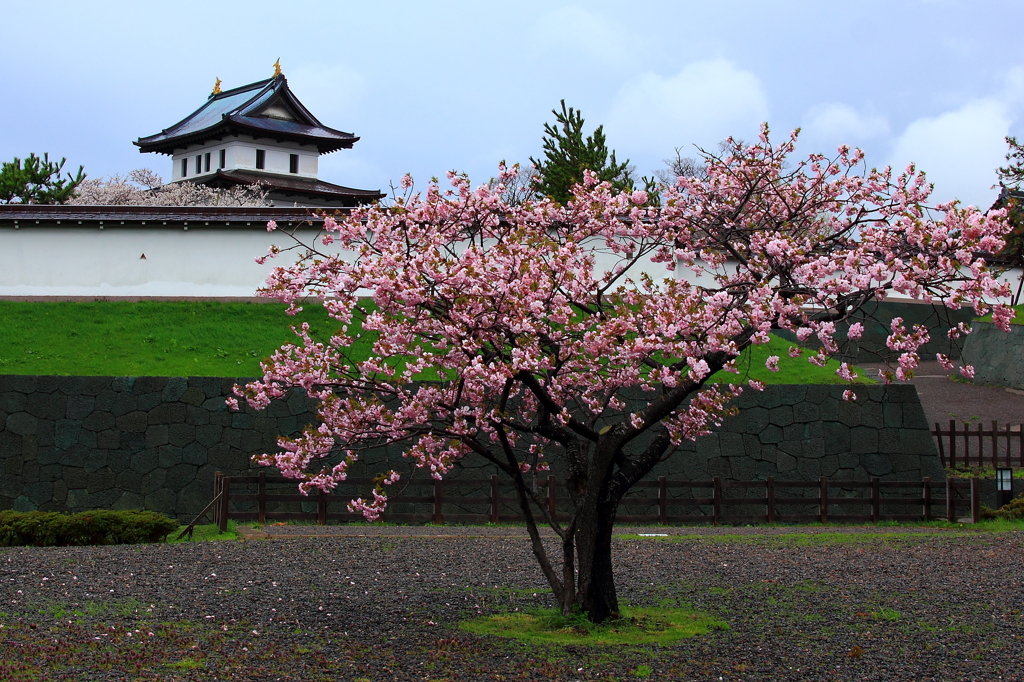 松前城と桜