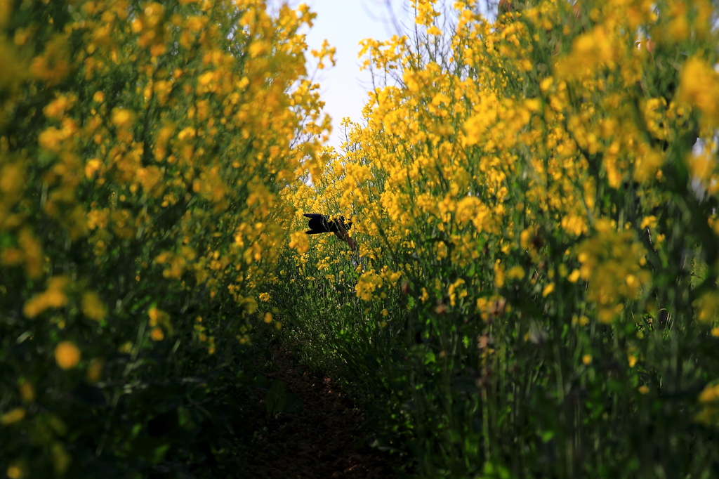 おっ！菜の花畑で・・