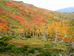 日本一早い紅葉・・・銀泉台