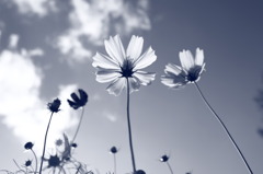 秋桜　空を見上げて　何思ふ