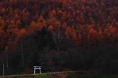 晩秋の里山
